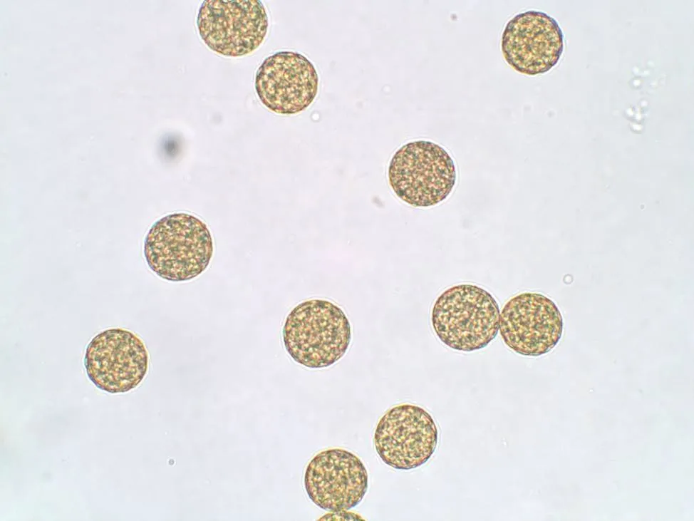 WALTER POLLEN & SPORES PREPARED SLIDE SET